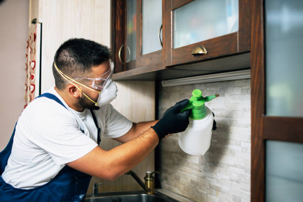 Best Ant Control Services  in Moss Bluff, LA