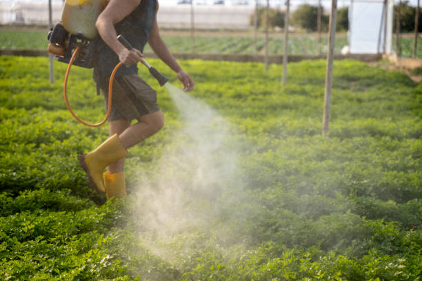 Best Exterminator Services  in Moss Bluff, LA