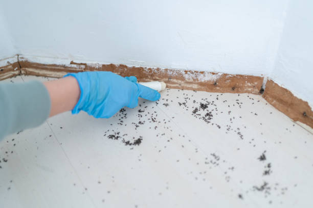 Wasp Removal Services in Moss Bluff, LA